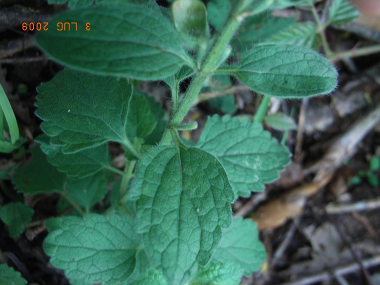 Scutellaria columnae